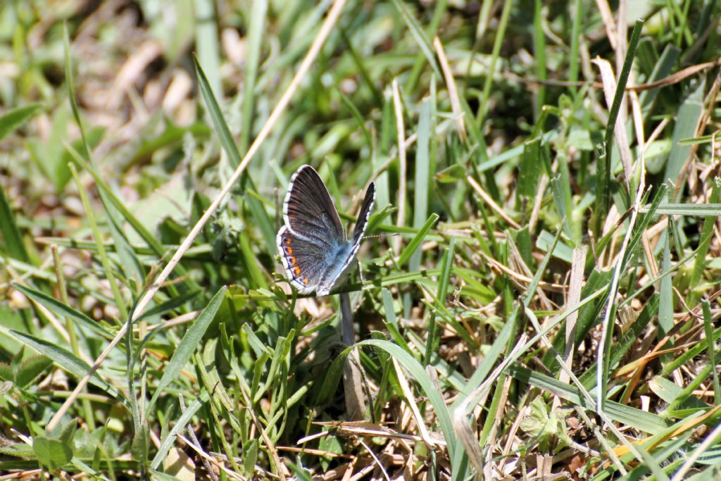 Polyommatus thersites?